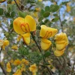 Baguenaudier / Colutea arborescens